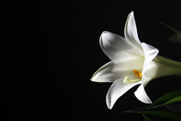 white Easter Lily on black background