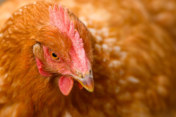 Close-up of the head of a brown hen while grazing in a countryside.