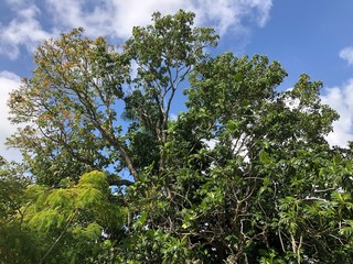 Ein wunderschöner, alter baum in mitten des Dschungels der Dominikanischen Republik