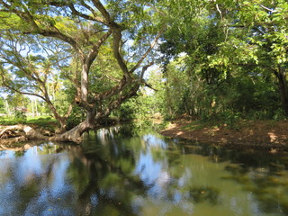 Fototapeta na wymiar Ein wunderschöner, alter Baum, wächst über einen kleinen Fluss in mitten des Dschungels der Dominikanischen Republik 