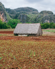 old tobacco house in the village