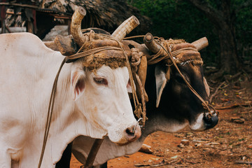 portrait of cows