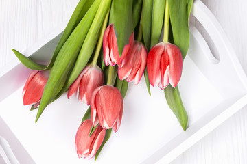 Fresh red tulips flowers on a white background. Top view
