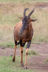 Fototapeta na wymiar Topi on safari, Masai Mara, Kenya, Africa