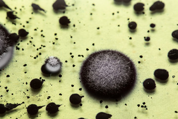 Closeup of bacterial colony on petri dish