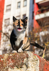 Abandoned cat - Street cat on the wall