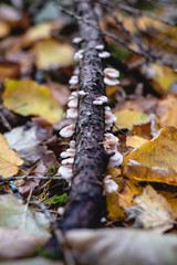 mushrooms in forest