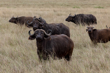 Cape buffalo on safari in the Masai Mara, Kenya Africa