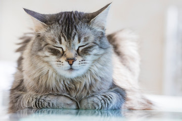 Fototapeta na wymiar Pet of livestock, siberian purebred cat with long hair. Cute domestic kitten