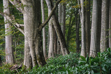 trees in the forest