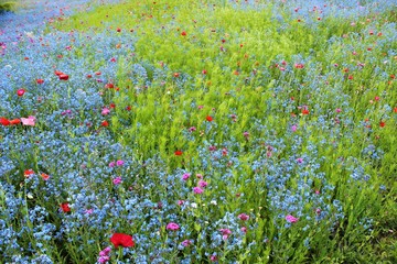 Wildflowers