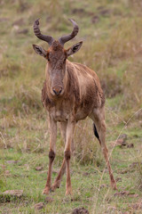 Topi on safari, Masai Mara, Kenya, Africa