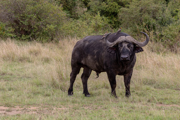 Cape buffalo on safari in the Masai Mara, Kenya, Africa