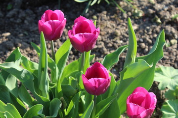 Lila Tulpen © mg photo