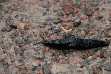 Black Slug