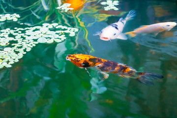  fish japanese Koi or Carp  moving in swims under aqua surface and Water lettuce