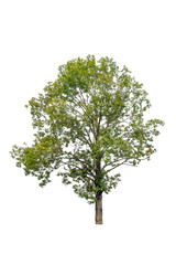 Obraz premium tree beautiful on white background