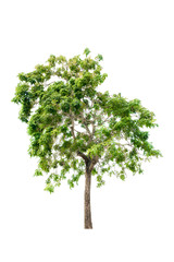 Fototapeta premium tree and leaf beautiful on white background