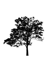 tree silhouettes beautiful on white background