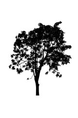 tree silhouettes beautiful on white background