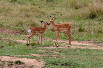 Steinbok pair of animals on safari on Masai Mara, Kenya, Africa