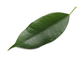 Fototapeta premium Fresh green ficus leaf on white background, top view