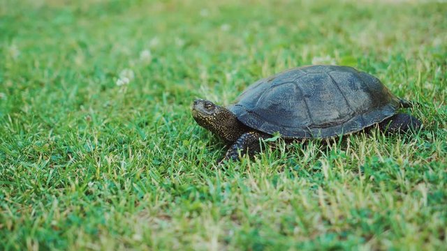 Turtle crawling on the ground among the plant. A turtle running into the woods