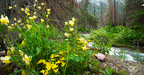 Wildflower river 