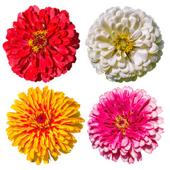 Collection of flowers of zinnia on a white background