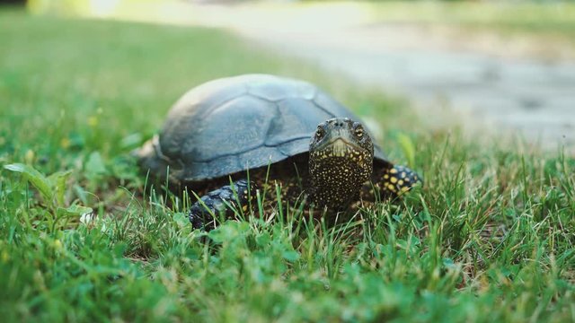 The land turtle in the grass. A turtle running into the woods