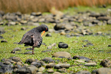 Variable oyster catching at Milford sound, New Zealand