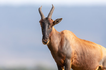 African Topi in the Masai Mara, Kenya, Africa