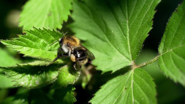 Large bumblebee climbing out of green leaves and flying away. Macro bee view in the wild.