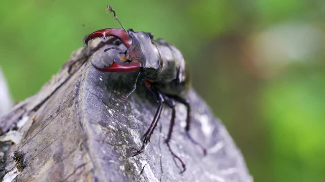 Stag Beetle (Lucanus cervus). Insect stag beetle on the old tree. Fighting beetle
