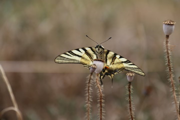 Black and Yellow Butterfly on a Flower