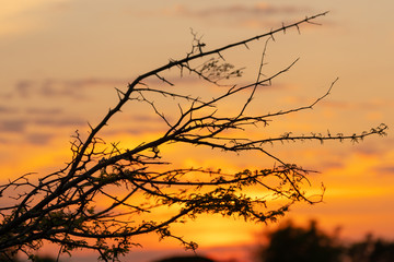 Fototapeta premium Silhouette of tree branches with sunset sky background.