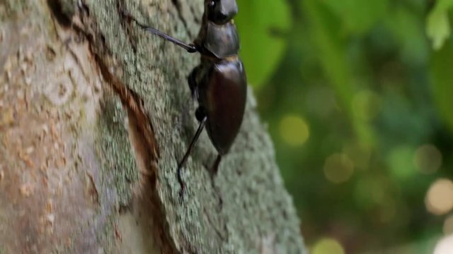 A large beetle Lucanus cervus creeps along the bark of a tree. Fighting beetle. Stag Beetle
