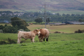 Cows Hugging