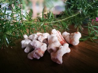 Fototapeta premium Coral and green plant