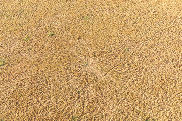 Golden texture of Masai Mara landscape aerial