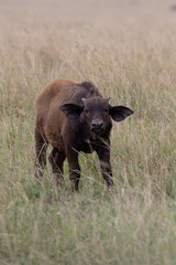 African Cape Buffalo calf,  Kenya, Africa