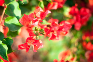 Obraz premium beautiful red flowers, on blurred green background, closeup