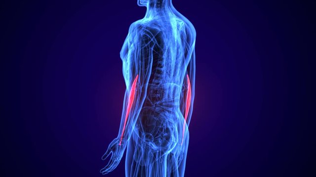 3d rendered, medically accurate illustration of the flexor carpi radialis

