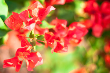 beautiful red flowers, on blurred green background, closeup