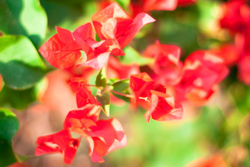 beautiful red flowers, on blurred green background, closeup