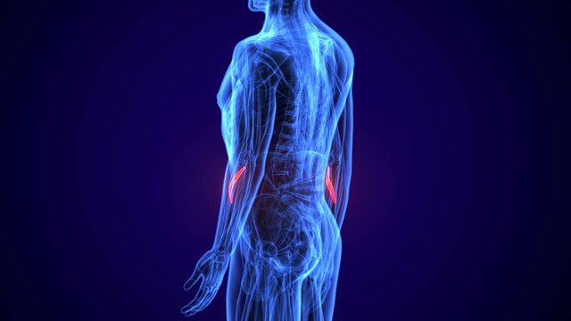3d rendered, medically accurate illustration of the extensor carpi radialis brevis
