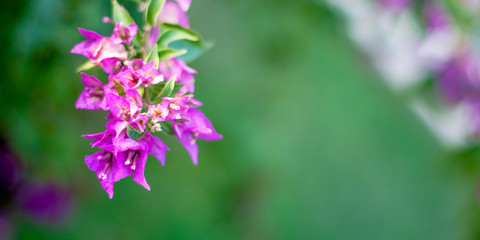 beautiful purple flowers, on blurred green background, closeup