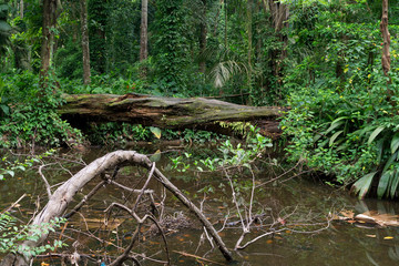 Atlantic Forest remnant