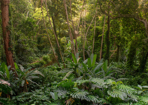 Atlantic Forest remnant from close featuring dense vegetation and vines