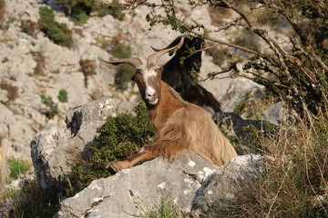 mountain goat on a rock